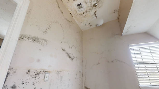 Best Emergency Mold Remediation  in Pine Beach, NJ