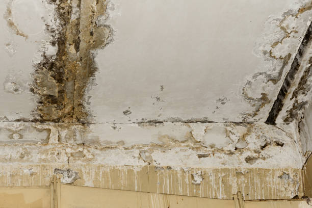 Best Environmental Consulting for Mold Prevention  in Pine Beach, NJ