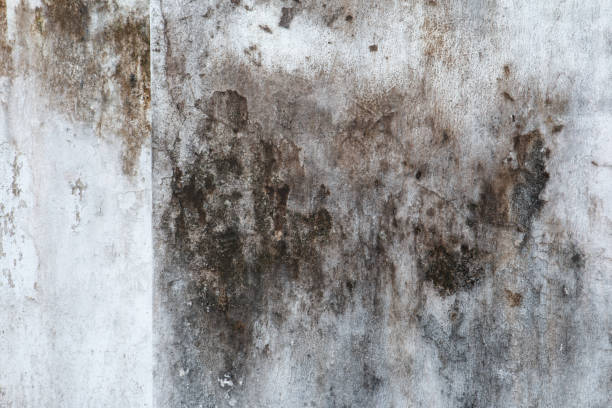 Best Residential Mold Inspection & Testing  in Pine Beach, NJ