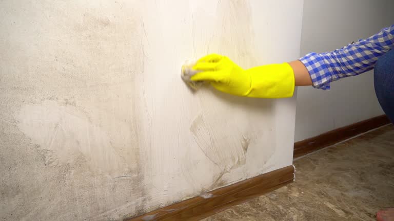 Pine Beach, NJ Mold Removal Company