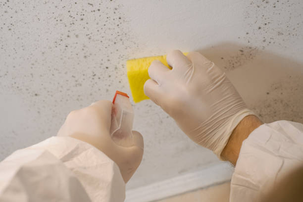 Best Mold Damage Restoration  in Pine Beach, NJ