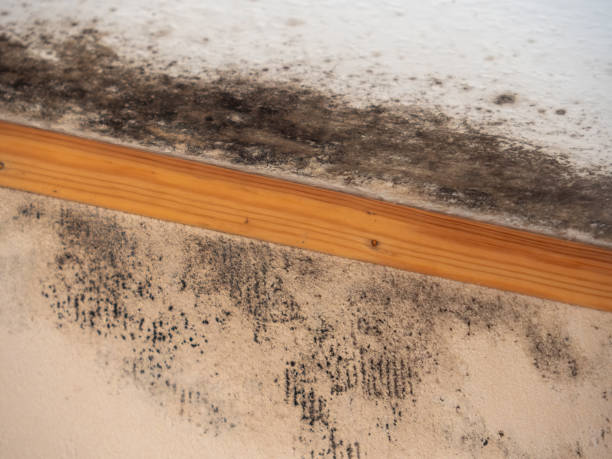 Best Mold-Related Health Consultation  in Pine Beach, NJ