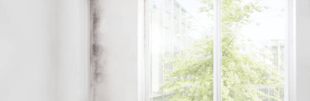 Best Dehumidification Services  in Pine Beach, NJ