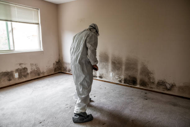 Best Real Estate Mold Inspection  in Pine Beach, NJ