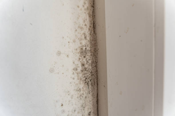 Best Mold Remediation for Vacation Homes  in Pine Beach, NJ