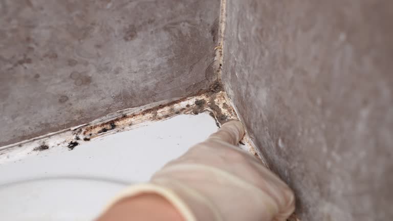 Best Commercial Mold Inspection  in Pine Beach, NJ
